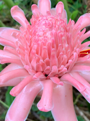 Torch Ginger (Pink)