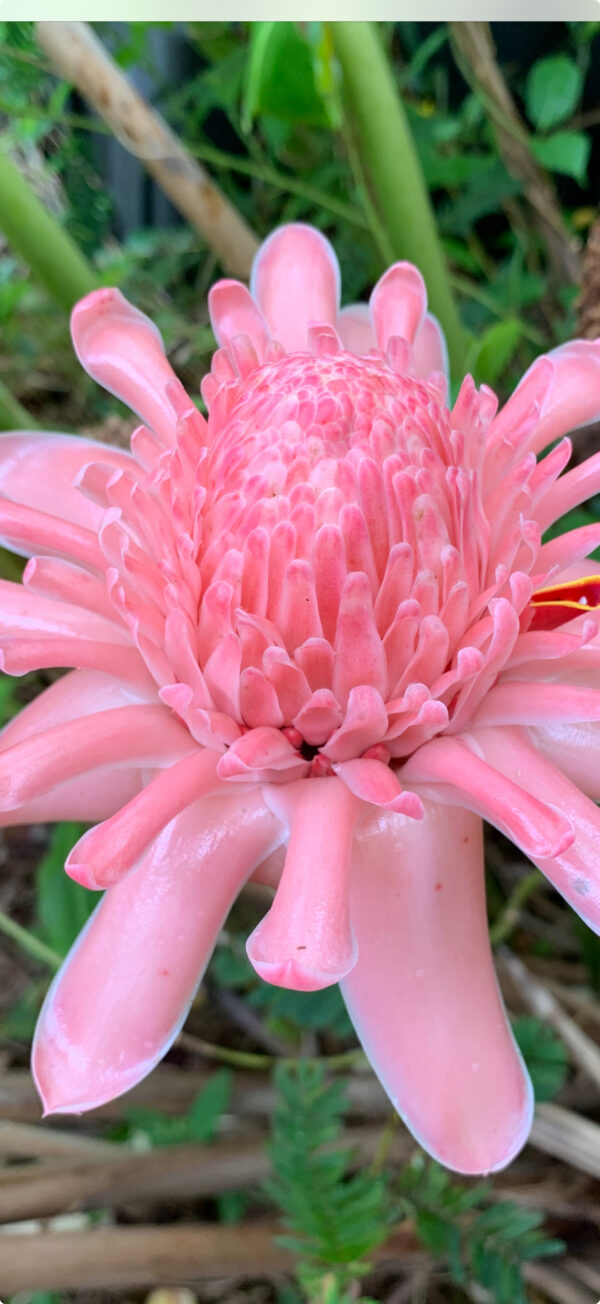 Torch Ginger (Pink)