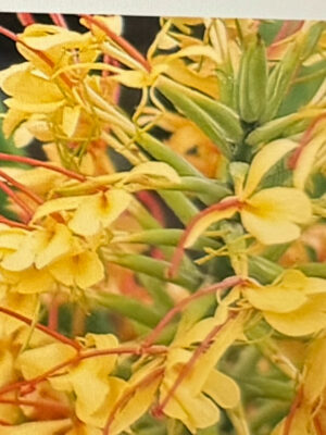 Kahili Ginger