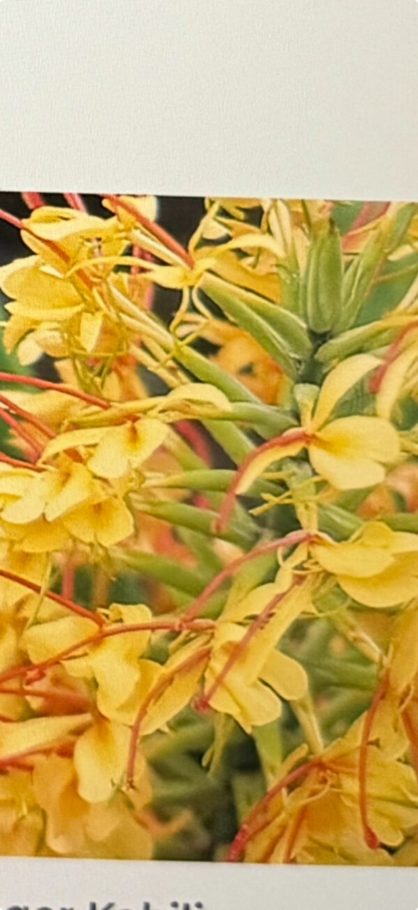 Kahili Ginger